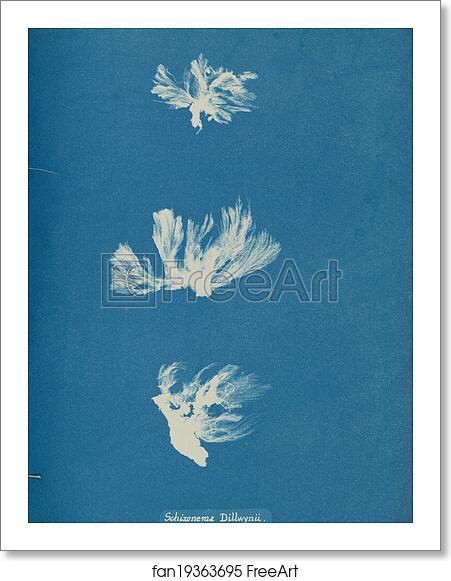 Free art print of Schizonema Dillwynii by Anna Atkins