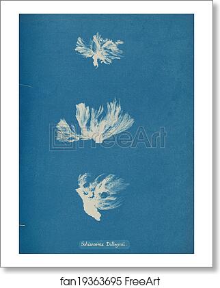 Free art print of Schizonema Dillwynii by Anna Atkins Free art print of Schizonema Dillwynii by Anna Atkins