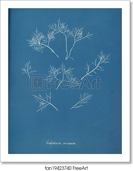 Free art print of Gelidium corneum by Anna Atkins