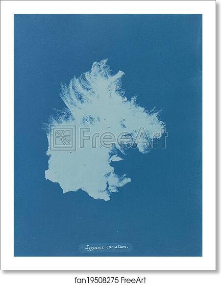 Free art print of Zygnema curvatum by Anna Atkins