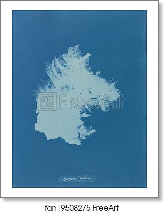 Free art print of Zygnema curvatum by Anna Atkins Free art print of Zygnema curvatum by Anna Atkins