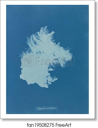 Free art print of Zygnema curvatum by Anna Atkins Free art print of Zygnema curvatum by Anna Atkins