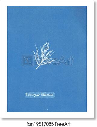 Free art print of Ectocarpus littoralis by Anna Atkins Free art print of Ectocarpus littoralis by Anna Atkins