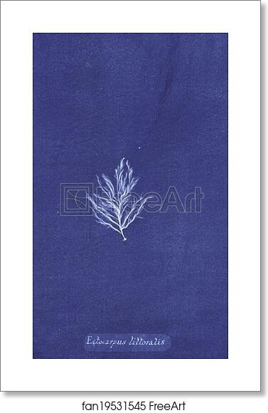 Free art print of Ectocarpus littoralis by Anna Atkins
