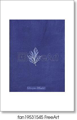 Free art print of Ectocarpus littoralis by Anna Atkins Free art print of Ectocarpus littoralis by Anna Atkins