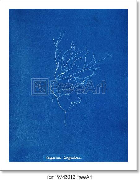 Free art print of Gigartina Griffithsiae by Anna Atkins Free art print of Gigartina Griffithsiae by Anna Atkins
