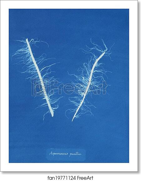 Free art print of Asperococcus pusillus by Anna Atkins