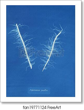 Free art print of Asperococcus pusillus by Anna Atkins Free art print of Asperococcus pusillus by Anna Atkins