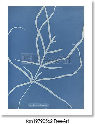 Free art print of Asplenium Chinensis by Anna Atkins Free art print of Asplenium Chinensis by Anna Atkins