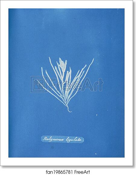 Free art print of Halymenia ligulata by Anna Atkins Free art print of Halymenia ligulata by Anna Atkins
