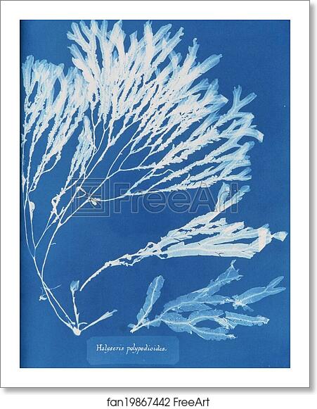 Free art print of Halyseris polypodioides by Anna Atkins Free art print of Halyseris polypodioides by Anna Atkins