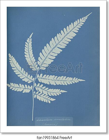 Free art print of Adiantum serrulatum, Jamaica by Anna Atkins Free art print of Adiantum serrulatum, Jamaica by Anna Atkins