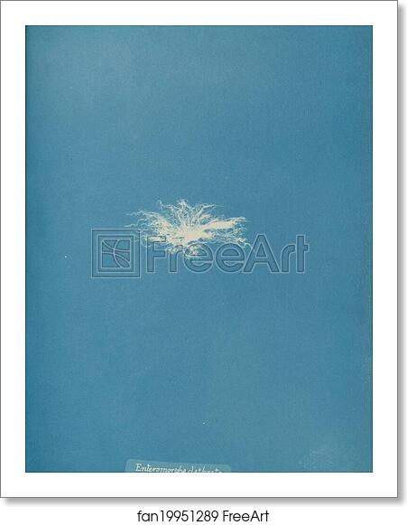 Free art print of Enteromorpha clathrata by Anna Atkins Free art print of Enteromorpha clathrata by Anna Atkins