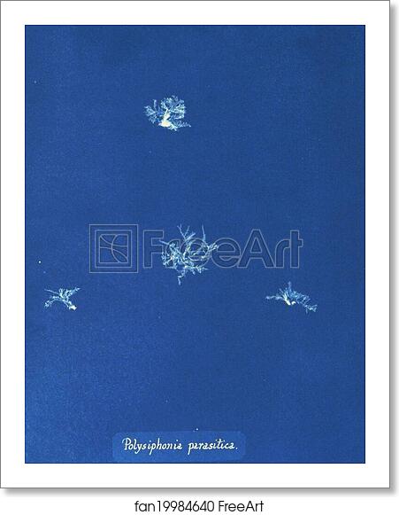 Free art print of Polysiphonia parasitica by Anna Atkins Free art print of Polysiphonia parasitica by Anna Atkins