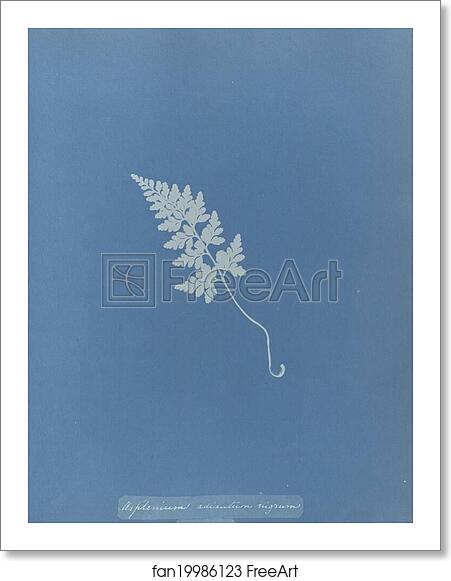 Free art print of Asplenium adiantum nigrum, British by Anna Atkins Free art print of Asplenium adiantum nigrum, British by Anna Atkins