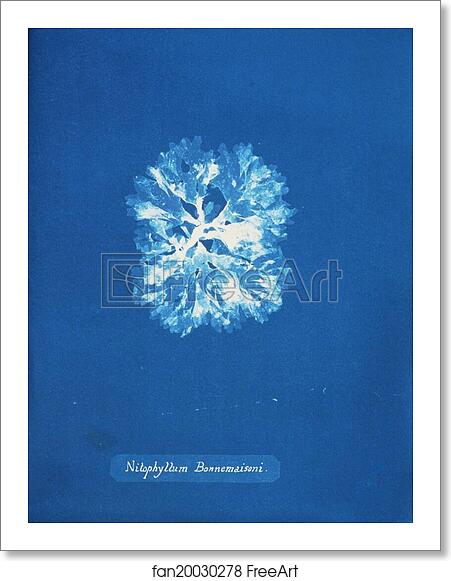 Free art print of Nitophyllum Bonnemaisoni by Anna Atkins