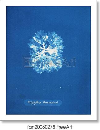 Free art print of Nitophyllum Bonnemaisoni by Anna Atkins Free art print of Nitophyllum Bonnemaisoni by Anna Atkins