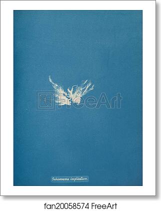 Free art print of Schizonema implicatum by Anna Atkins Free art print of Schizonema implicatum by Anna Atkins