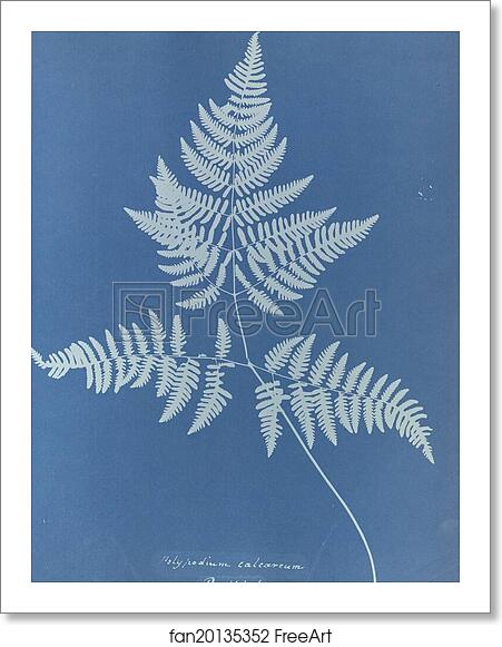 Free art print of Polypodium calcareum, British by Anna Atkins