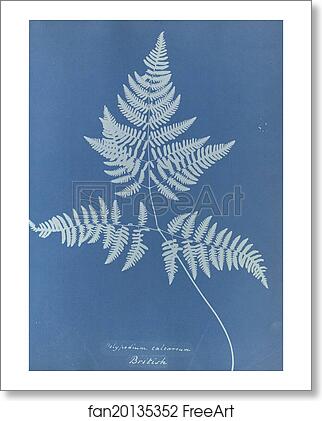Free art print of Polypodium calcareum, British by Anna Atkins Free art print of Polypodium calcareum, British by Anna Atkins