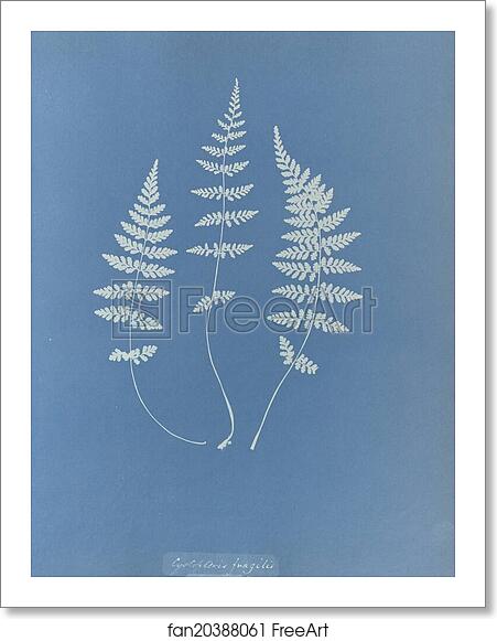 Free art print of Cystopteris fragilis, British by Anna Atkins