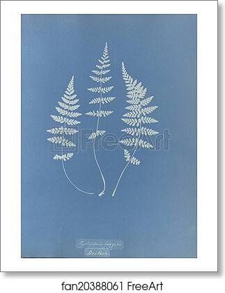 Free art print of Cystopteris fragilis, British by Anna Atkins Free art print of Cystopteris fragilis, British by Anna Atkins
