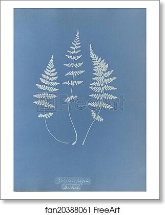 Free art print of Cystopteris fragilis, British by Anna Atkins Free art print of Cystopteris fragilis, British by Anna Atkins