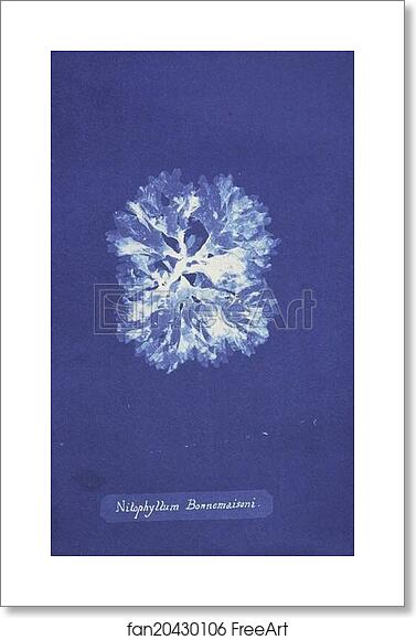 Free art print of Nitophyllum Bonnemaisoni by Anna Atkins Free art print of Nitophyllum Bonnemaisoni by Anna Atkins