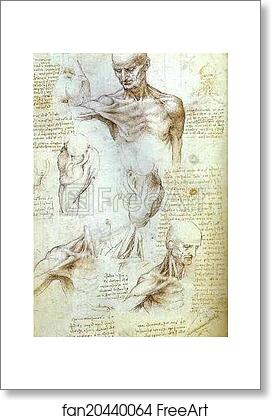 Free art print of The Neck and Shoulder of a Man by Leonardo Da Vinci