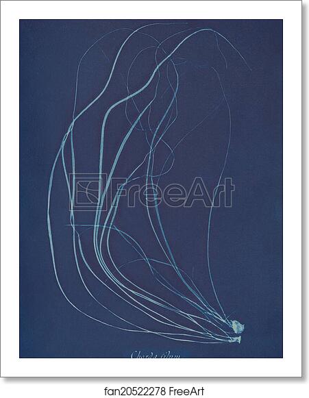 Free art print of Chorda filum by Anna Atkins Free art print of Chorda filum by Anna Atkins
