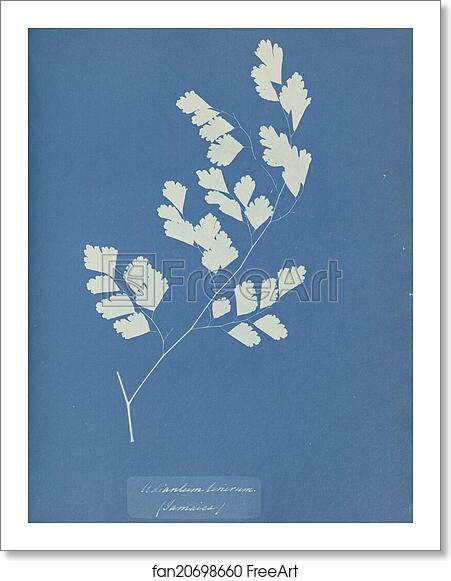 Free art print of Adiantum tenerum, Jamaica by Anna Atkins