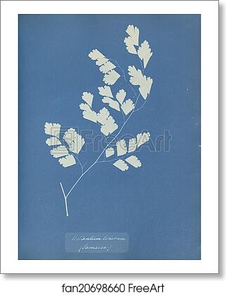 Free art print of Adiantum tenerum, Jamaica by Anna Atkins Free art print of Adiantum tenerum, Jamaica by Anna Atkins