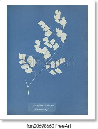 Free art print of Adiantum tenerum, Jamaica by Anna Atkins Free art print of Adiantum tenerum, Jamaica by Anna Atkins