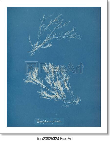 Free art print of Polysiphonia fibrata by Anna Atkins Free art print of Polysiphonia fibrata by Anna Atkins