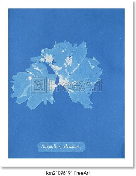 Free art print of Nitophyllum ulvoideum by Anna Atkins Free art print of Nitophyllum ulvoideum by Anna Atkins