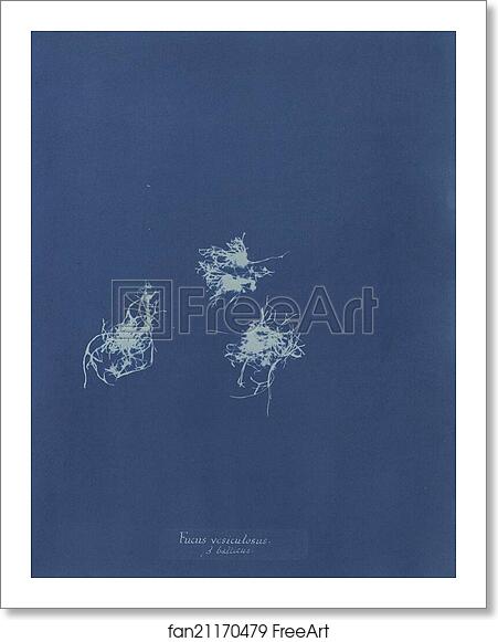 Free art print of Fucus vesiculosus v. balticus by Anna Atkins Free art print of Fucus vesiculosus v. balticus by Anna Atkins