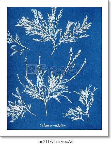 Free art print of Gelidium rostratum by Anna Atkins