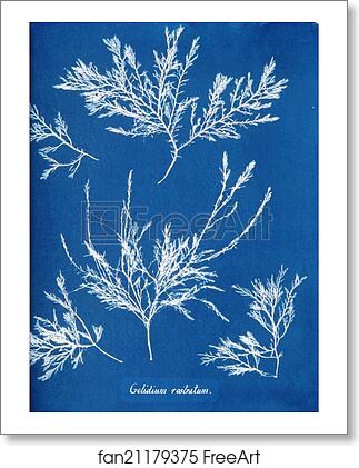 Free art print of Gelidium rostratum by Anna Atkins Free art print of Gelidium rostratum by Anna Atkins