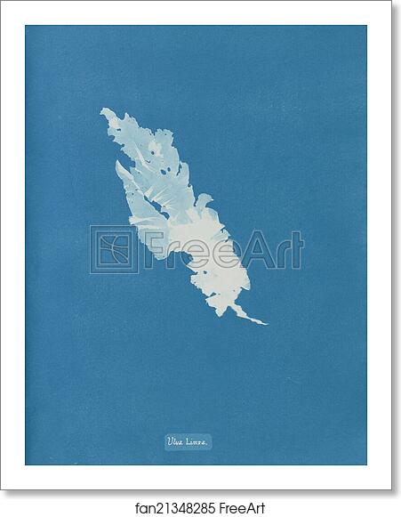 Free art print of Ulva Linza by Anna Atkins Free art print of Ulva Linza by Anna Atkins