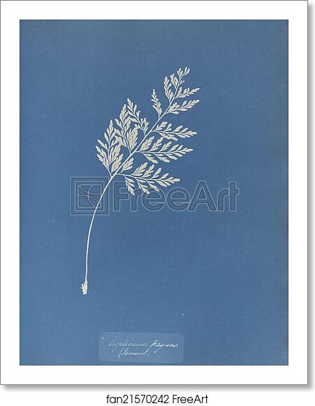 Free art print of Asplenium fragrans, Jamaica by Anna Atkins Free art print of Asplenium fragrans, Jamaica by Anna Atkins
