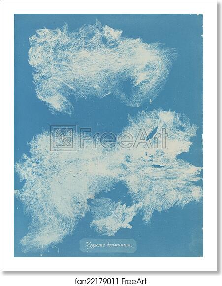 Free art print of Zygnema deciminum by Anna Atkins Free art print of Zygnema deciminum by Anna Atkins