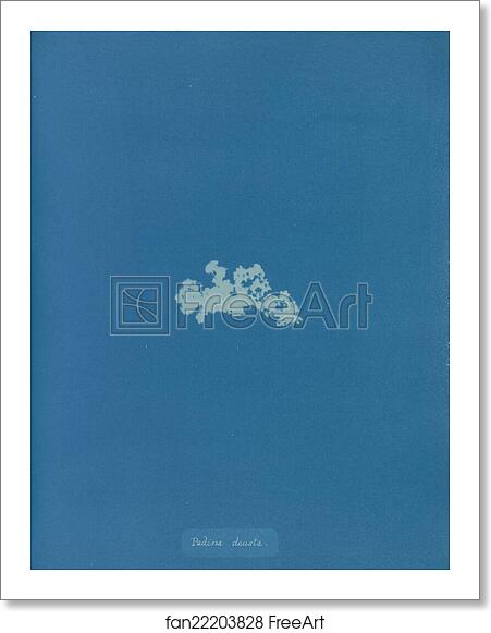Free art print of Padina deusta by Anna Atkins