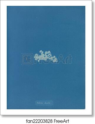 Free art print of Padina deusta by Anna Atkins Free art print of Padina deusta by Anna Atkins