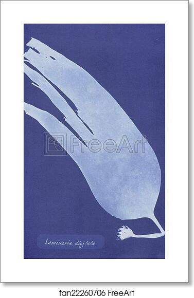 Free art print of Laminaria digitata by Anna Atkins