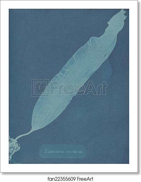 Free art print of Laminaria saccharina by Anna Atkins Free art print of Laminaria saccharina by Anna Atkins