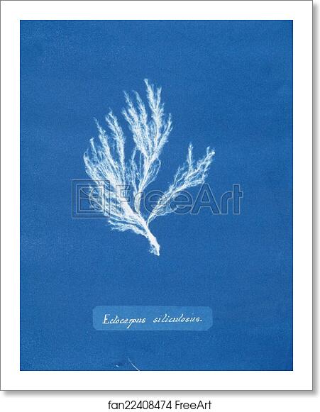 Free art print of Ectocarpus siliculosus by Anna Atkins