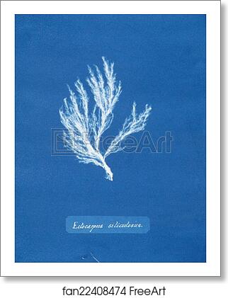 Free art print of Ectocarpus siliculosus by Anna Atkins Free art print of Ectocarpus siliculosus by Anna Atkins