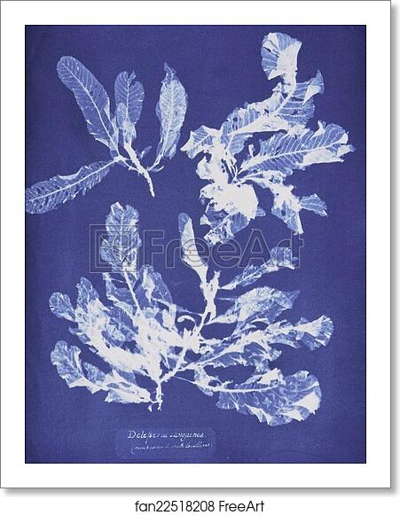 Free art print of Delesseria sanguinea by Anna Atkins