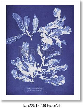 Free art print of Delesseria sanguinea by Anna Atkins Free art print of Delesseria sanguinea by Anna Atkins