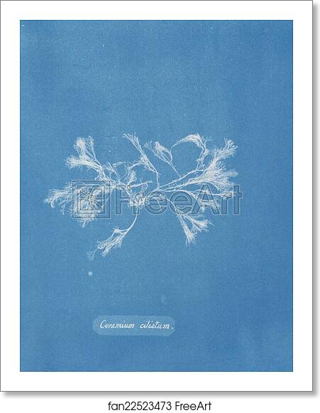 Free art print of Ceramium ciliatum by Anna Atkins